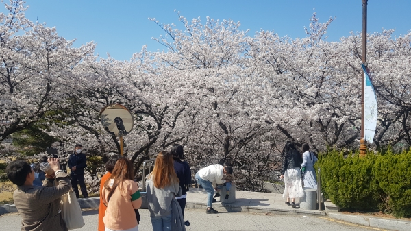 벚꽃 사진을 찍기 위해 사람들이 몰려있다. 2020.04.05(사진=김병훈 기자)
