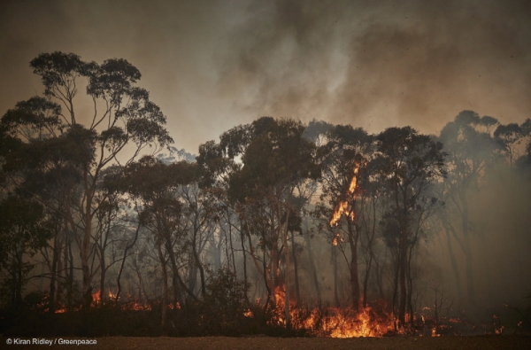 호주에서 산불이 발생해 많은 양의 이산화탄소가 방출됐다.(출처: 그린피스)